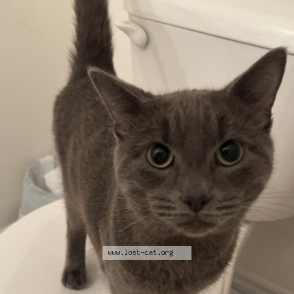 Photo 1/1 Found cat Found in Scarborough