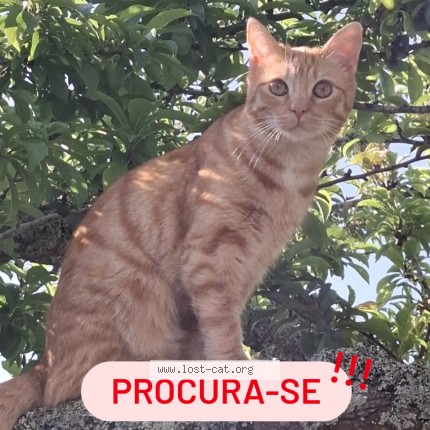 Foto de gato perdido em Toledo Vimeiro Lourinha