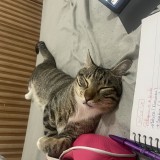 chico