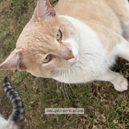 Photo of a cat found in Zacatlan