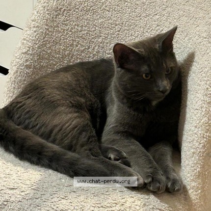 Foto 2/3 Kai Katze verloren in Cugy