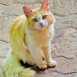 Tom
