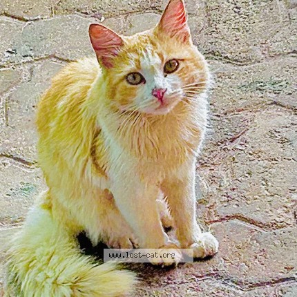 Photo 1/1 Tom Cat lost in Nairobi