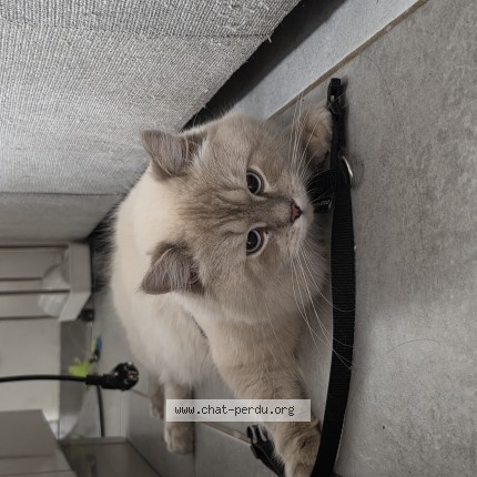 Photo of a cat found in Bellegarde Sur Valserine