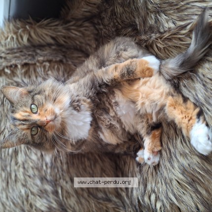 Photo 1/1 Mila Cat lost in Montreal