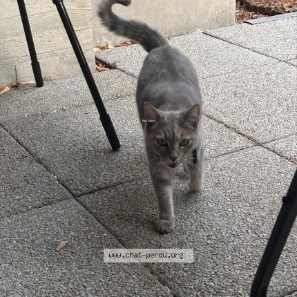 Photo of a cat found in Toulouse