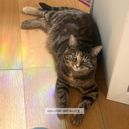 Photo of a cat found in Versailles
