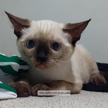 Photo of a cat found in Guaymas