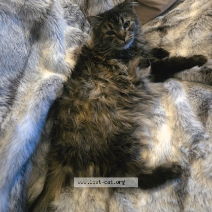 Photo 1/1 Coco Cat lost in Calgary