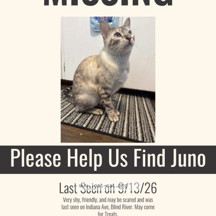 Photo 1/1 juno Cat lost in Blind River