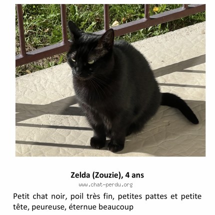 Photo of a cat found in Sainte Adresse