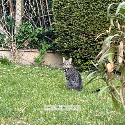 Photo of a cat found in Athis Mons