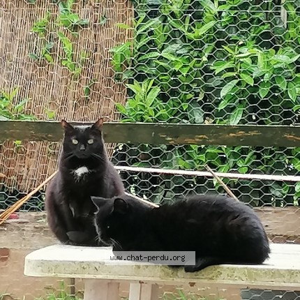 Photo of a cat found in Monce En Belin