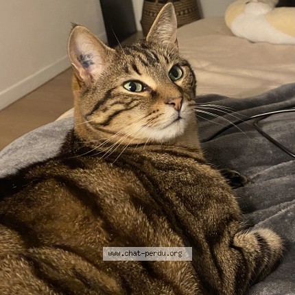 Photo of a cat found in Poissy