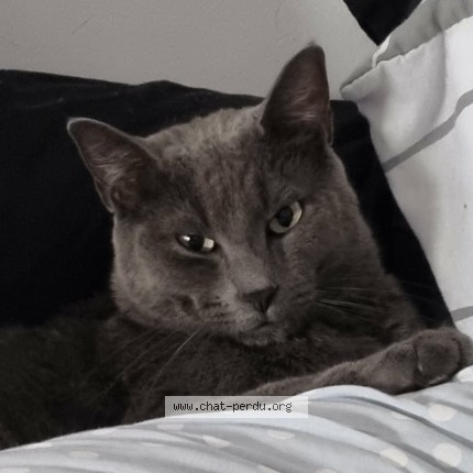 Photo of a cat found in Noeux Les Mines