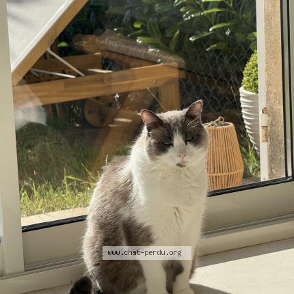 Photo of a cat found in Saint Laurent Du Var