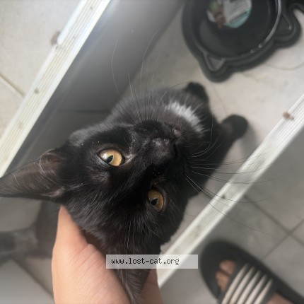 Photo 1/1 Found cat Found in Laval