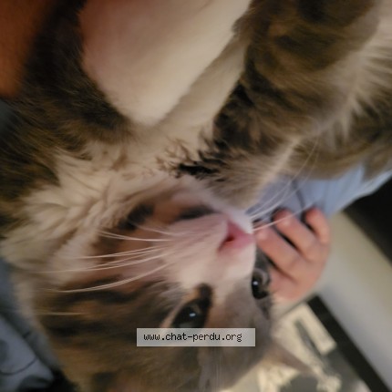 Photo 1/1 mathieu Cat lost in St Hyacinthe