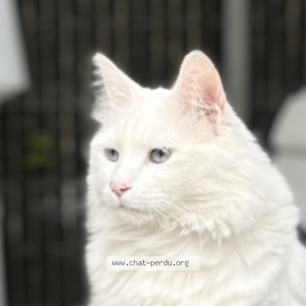 Photo of a cat found in Saint Priest