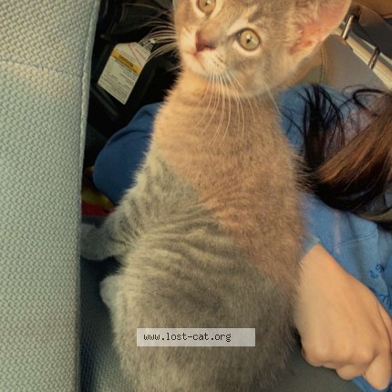 Photo 1/1 maddix Cat lost in West Lafayette