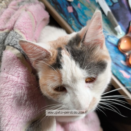 Photo of a cat found in Penalolen