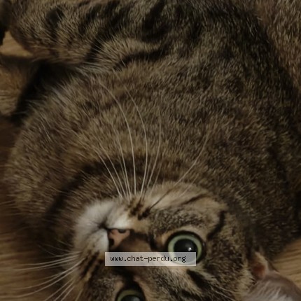 Foto 1/1 Pandora Kat vermist in Jette