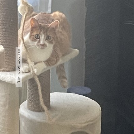 Photo of a cat found in Valenciennes