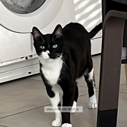 Photo of a cat found in Meylan