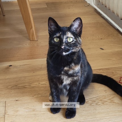 Photo of a cat found in Romainville
