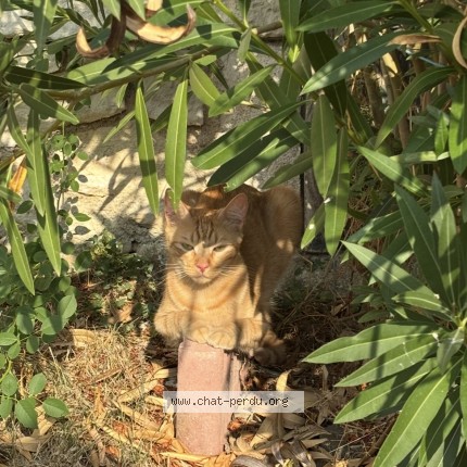 Photo of a cat found in Le Coudray Macouard