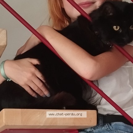 Photo of a cat reunited in Mosnes