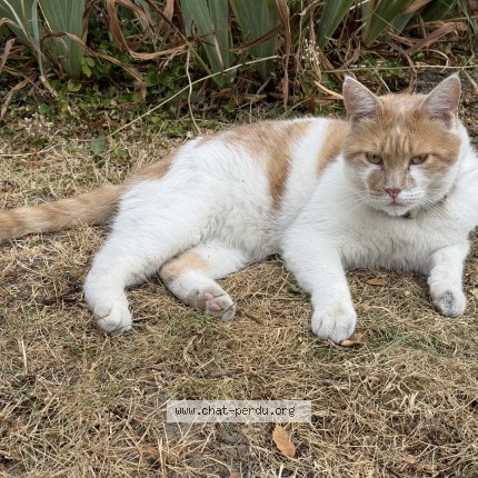 Photo of a cat found in Antony