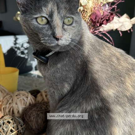 Photo of a cat found in Lure