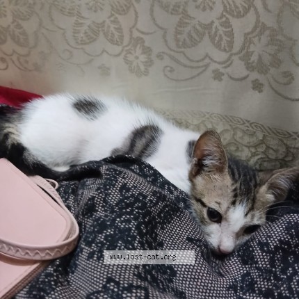 Photo 1/1 no name Cat lost in Karachi