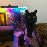 ninja