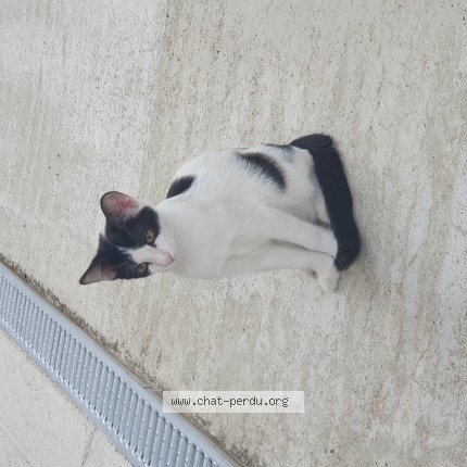 Photo of a cat found in St Didier En Velay