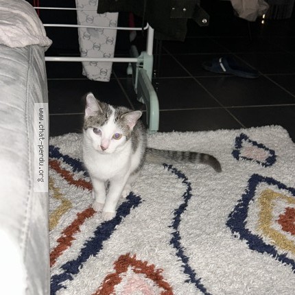 Photo of a cat found in Chenas