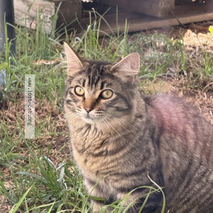 Photo of a cat found in Sydney