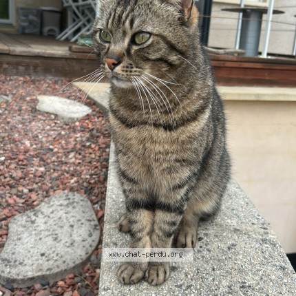 Photo of a cat found in Beziers