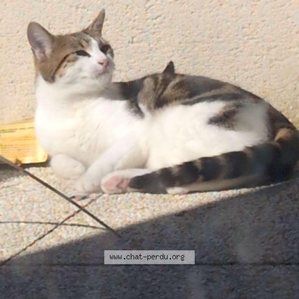 Foto 1/1 Sushi Katze verloren in Courgenay
