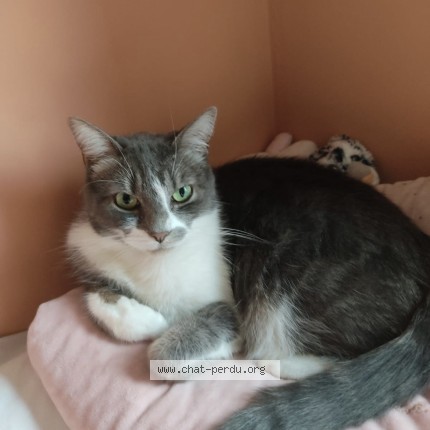 Foto 1/1 Nala Kat vermist in Remicourt