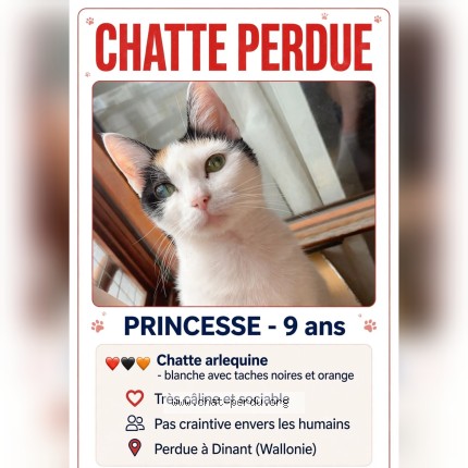 Foto 1/1 princesse Kat vermist in Dinant