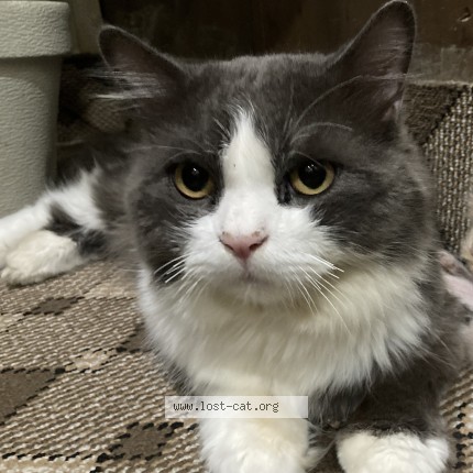 Photo 1/1 Tom Cat lost in Lahore
