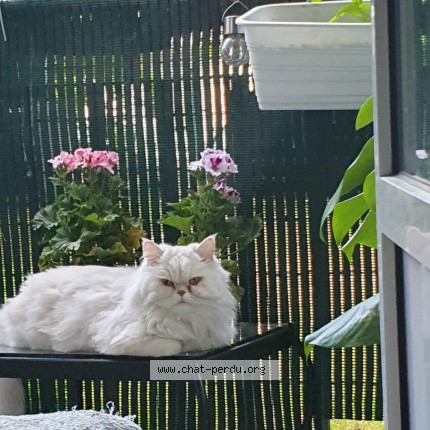 Photo of a cat found in Lyon