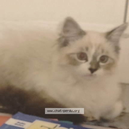 Photo of a cat found in Haute Goulaine