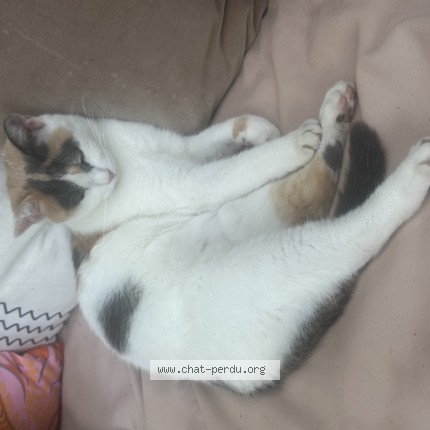 Photo of a cat found in Nice
