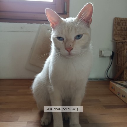 Photo of a cat found in Strasbourg