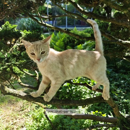Photo of a cat found in Courchapon