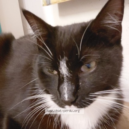 Foto 1/3 Kat teruggevonden Vermist in Forest