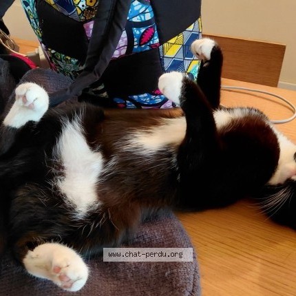 Foto 2/3 Kat teruggevonden Vermist in Forest